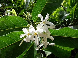 Saba senegalensis