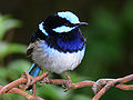 Thumbnail for Australasian wren