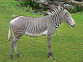 Zebra de Grevy