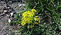 Arable weed, Tel Lakish, Israel. Hebrew common name: (השדות) ‎ערטנית: Ertanit (of the fields)