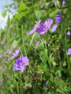 Geranium pyrenaicum