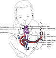 Representació de la circulació fetal