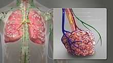 A 3D Medical illustration showing different terminating ends of Bronchial airways connected to alveoili, lung parenchyma & lymphatic vessels.