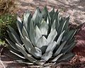 Agave palmeri 屈原之舞扇