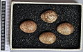 Eggs, Collection Museum Wiesbaden