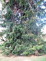 Bunya-bunya (Araucaria bidwillii) has edible seeds