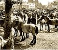 Exemple histoire du cheval Breton : une foire vers 1900-1910, dans le Finistère.]]