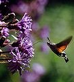 Sphinx colibri