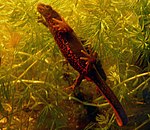 Un Triton à ventre de feu femelle dans un aquarium.