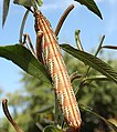 Larva, pink variation