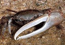 Red-jointed fiddler crab (Minuca minax)