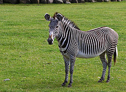 Grevyzebra fra Aalborg Zoo (2004) Foto: Malene Thyssen