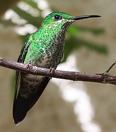 ♀ Heliodoxa jacula