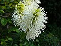 Květenství fotergily větší (Fothergilla major)