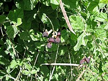 Leaves, flowers, and pods