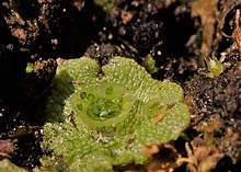 Propagules dans des corbeilles de Marchantia polymorpha (hépatique des fontaines)