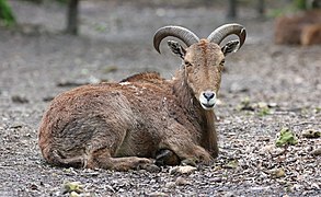 Mouflon à manchettes