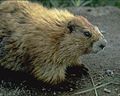 Marmota olympus dari Semenanjung Olympic, Washington, A.S.