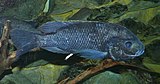 Oreochromis squamipinnis, spesies terancam di cekungan Danau Malawi.