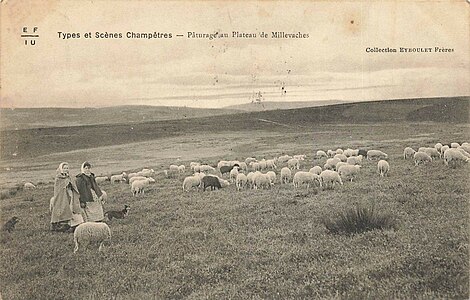 Carte postale du plateau de Millevaches au début du XXe siècle, couvert de landes et végétation rase.