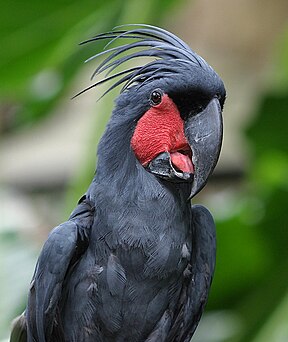 Palmkakadu (Probosciger aterrimus)