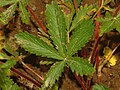 Potentilla delphinensis