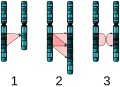 Image 21Three major single-chromosome mutations: deletion (1), duplication (2) and inversion (3). (from Mutation)