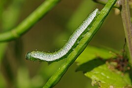 Chenille sur sa plante nourricière.