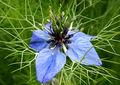 Nigella damascena