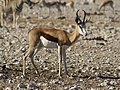 Image 7 Springbok Photo: Hans Hillewaert The springbok is a medium-sized brown and white gazelle native to southwestern Africa. It stands about 70 to 90 cm (28 to 35 in) high and is known for its jumping ability, being able to leap 4 m (13 ft) in the air and over a distance of 15 m (49 ft). It is also a fast runner, capable of reaching speeds up to 96 km/h (60 mph). The springbok is the national animal of South Africa. More selected pictures