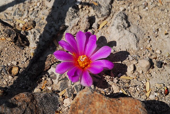 Plant growing in Nuevo Leon, Mexico