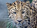 Amur leopard