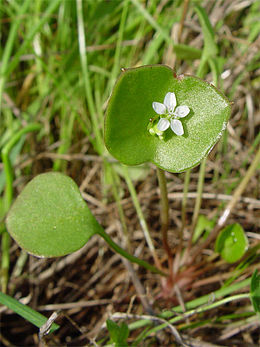 Claytonia perfoliata 001.jpg