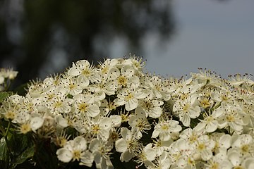 Квіти