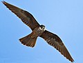 The endangered bird of prey called Eleanor's falcon