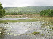 Jezero, večinoma prekrito s plavajočimi vodnimi rastlinami. Brežina je poraščena z drevesi in v ozadju je hrib.