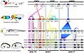 Image 28Homologous hox genes in such different animals as insects and vertebrates control embryonic development and hence the form of adult bodies. These genes have been highly conserved through hundreds of millions of years of evolution. (from Evolutionary developmental biology)