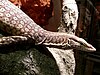 Trauerwaran (Varanus tristis)