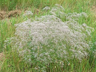 Flerårig Brudeslør (Gypsophila paniculata) Foto: Pipi