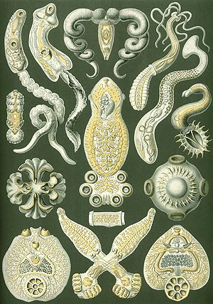 Plattwierm am Ernst Haeckel sengem "Kunstformen der Natur" (1904)