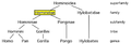 Homeda genealogia arbo