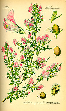 Illustration Ononis spinosa0.jpg