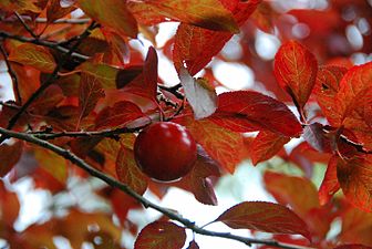 Japoniar gereziondoa (Prunus serrulata)