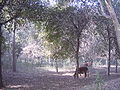 jungle in Punjab