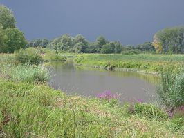 Sliedrechtse Biesbosch