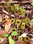 Nepenthes ampullaria; Borneo, Sumatra, de Molukken, het Maleisisch schiereiland, Thailand, Singapore en Nieuw-Guinea