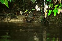 A Smooth-fronted Caiman in the wild