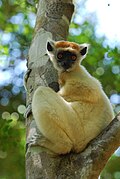 Brown lemur