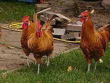 three dark buff cocks