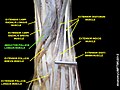 Abductor pollicis longus muscle